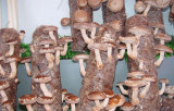 Shiitake Mushroom Spawn