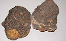 Chaga Mushroom Extract