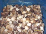 Frozen Boletus Edulis