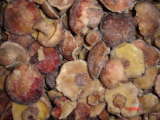 IFQ Yellow Matsutake