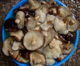 Shiitake in Brine