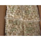 IQF Peeled Garlic Cloves