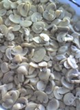 Canned Mushroom Slices