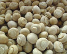 IQF Mushroom Sliced