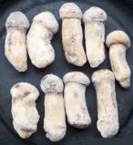 Tricholoma Matsutake Mushroom