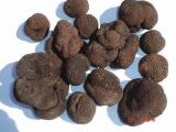 Black Truffle