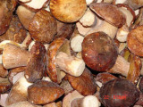  Fresh   Boletus 