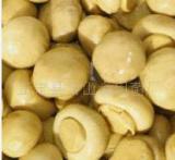 Button Mushroom