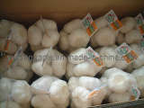 New Crop Fresh Garlic