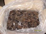  Frozen   Truffle 