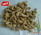  Shiitake   Stem 