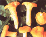 Chanterelle