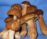 Porcini Mushroom
