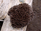 Maitake