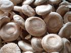 Shiitake