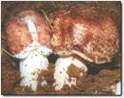 Matsutake