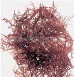  Carrageen 