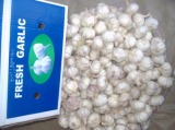 Normal White Garlic