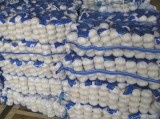 Pure White Garlic