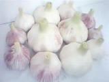 2011 Croped Garlic