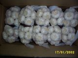 500g Of Normal White Garlic