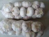 1kg Of normal wihte Garlic