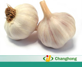  Tasty   Fresh  Garlic