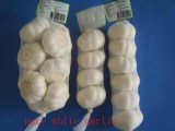 Normal White Fresh Garlic