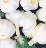 Pure White Garlic (5.0, 5.5, 6.0, 6.5)