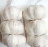 Fresh Garlic