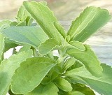 Stevia Extract