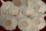 Common White Garlic(5.0 5.5 6.0 6.5)