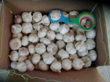Normal White Garlic (5.5cm)