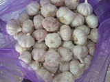 Normal White Garlic (5.5cm in 20kg Mesh Bag)