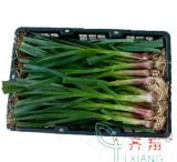Fresh Red Garlic (FRG)