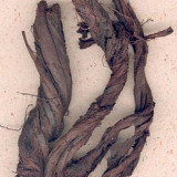 Gromwell Pigment