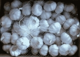 Pure White Garlic