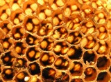 Royal Jelly/Propolis/Pollen Beeswax/Honey