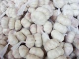Fresh Garlic