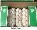 10kg  Box   Garlic 