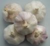 Fresh Garlic