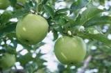 Apples Extract
