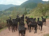 Live Black Goat Raised for High Quality Mutton