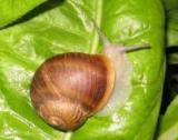 Helix  Aspersa   Snail s