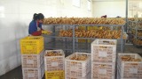 300up a  Half   Air   Dried   Ginger 