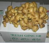 Dry Ginger (BPGER