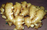 Fresh   Ginger 