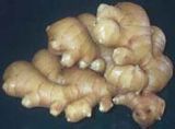  Fresh   Ginger 