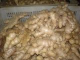 Ginger