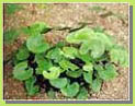 Lotus Leaves P.E.